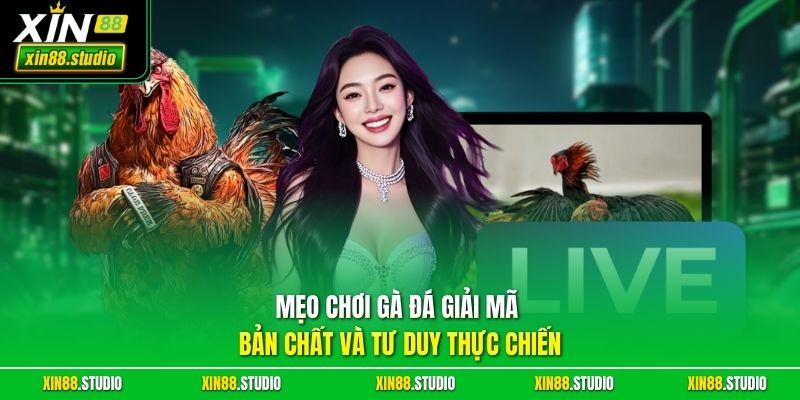 Mẹo chơi gà đá giải mã bản chất và tư duy thực chiến
